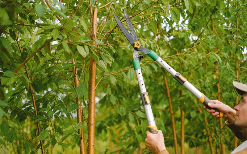 Tree trimming in Freeman Spur, IL