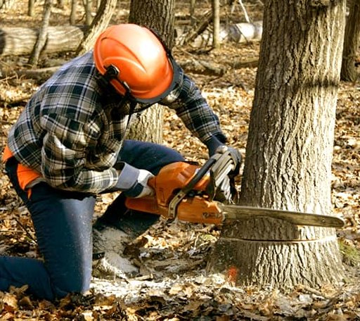 Tree Removal in Freeman Spur, IL